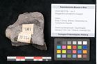 Foto (Objekt + Etikett) von Noeggerathia palmaeformis Goeppert (NHMW-GEO-2024-0188-10758)